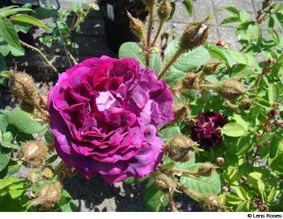 Виллиам лоб, моховые розы и их клаймбинги