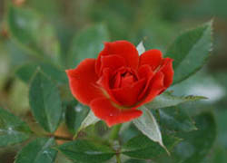 Роза Modern Fireglow