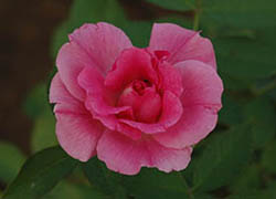 Роза Morden Centennial 1980 2