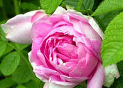Роза Souvenir de Philemon Cochet